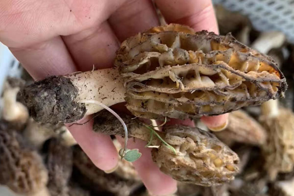 羊肚菌泡酒的功效與作用