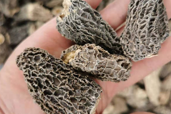 羊肚菌和枸杞可以泡酒嗎