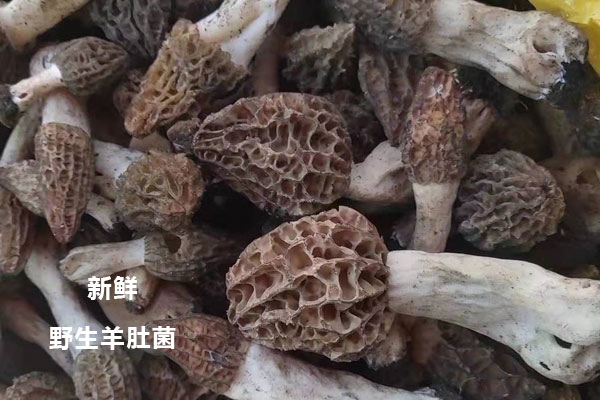 野生羊肚菌的功效作用及營養(yǎng)價值