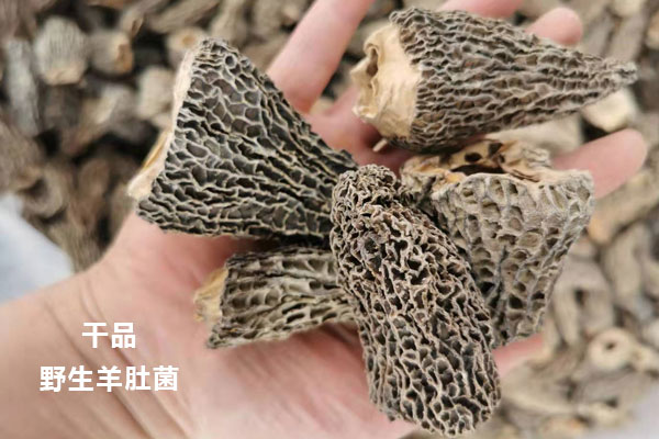 野生羊肚菌的功效與作用