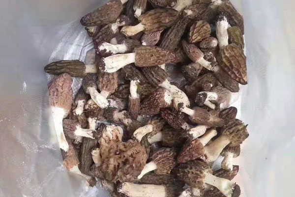 吃羊肚菌可以起到補(bǔ)腎壯陽(yáng)的作用嗎