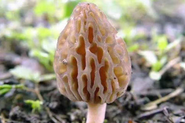 為什么吃羊肚菌可以起到壯陽(yáng)的功效