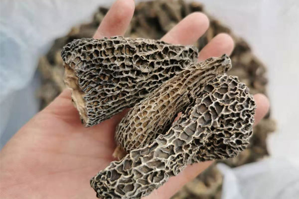 羊肚菌的食用禁忌