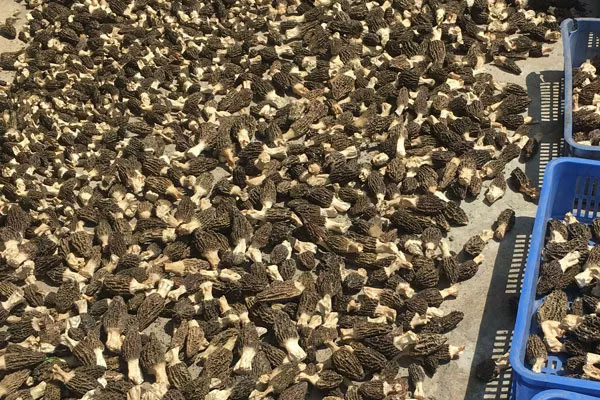 什么人不能吃羊肚菌