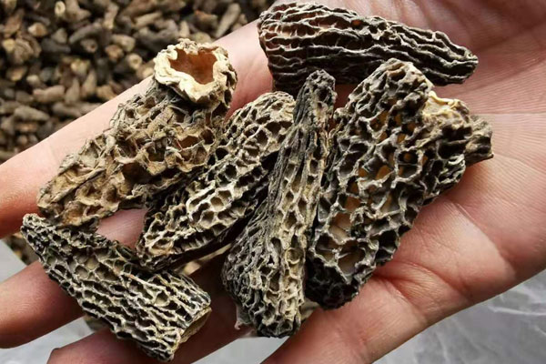 適合吃羊肚菌的人群