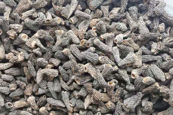 羊肚菌可以泡水喝嗎