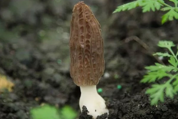 羊肚菌變黑了還能吃嗎