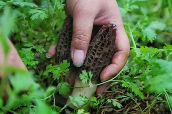 羊肚菌變黑是怎么回事