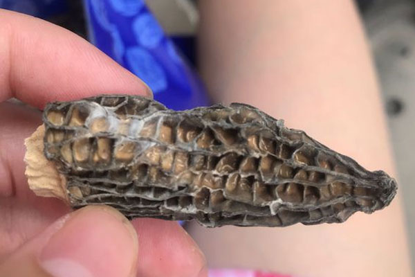 羊肚菌上面有白色東西能吃么