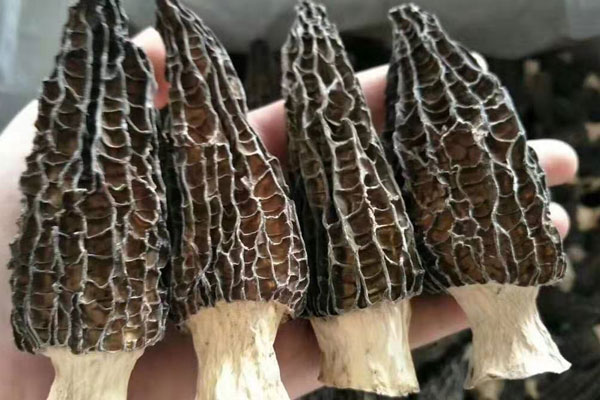 我國(guó)發(fā)現(xiàn)的羊肚菌有多少種