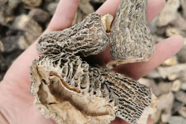 羊肚菌黑色的好還是褐色的好呢