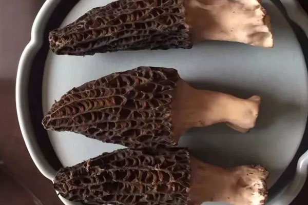 羊肚蘑的功效與作用 羊肚蘑的功效與作用