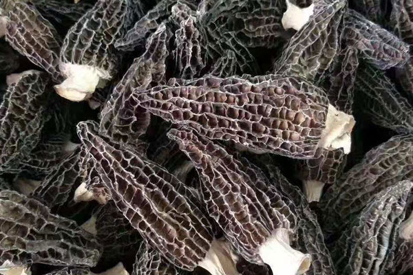 羊肚蘑的藥用功效