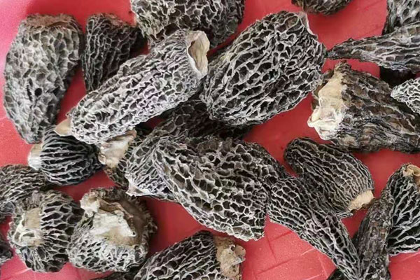 羊肚蘑的營養(yǎng)價值