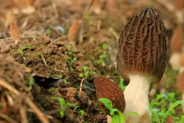 羊肚菌上長的白色東西是什么來的