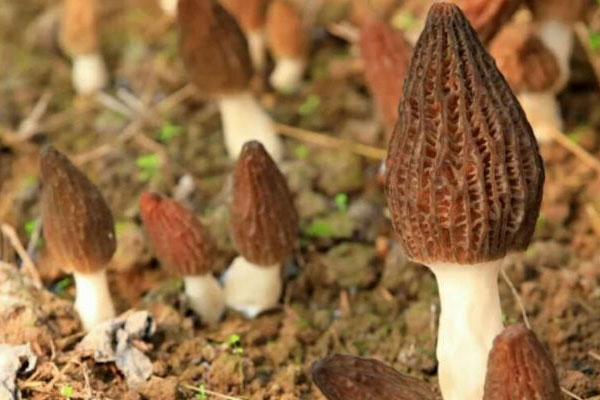 新鮮羊肚菌的儲存方式