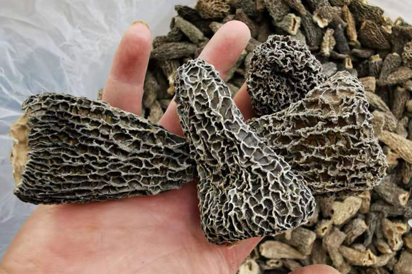 放久的干羊肚菌出現(xiàn)有很多粉末還能吃嗎