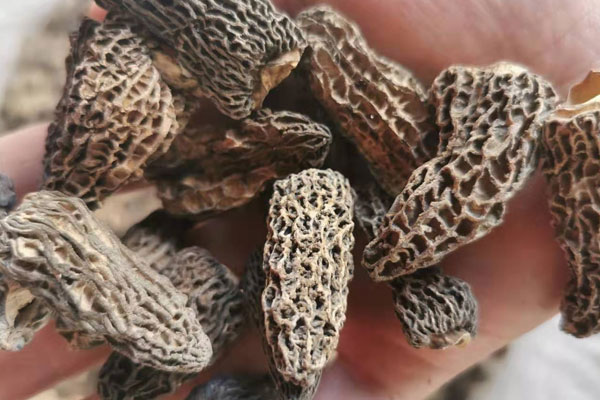 干羊肚菌最多可以放多久