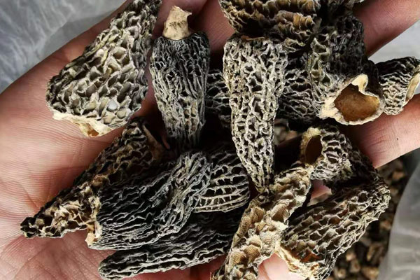 放了兩年多的干羊肚菌還可以吃嗎