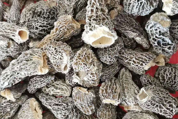 吃干羊肚菌會(huì)過(guò)敏嗎