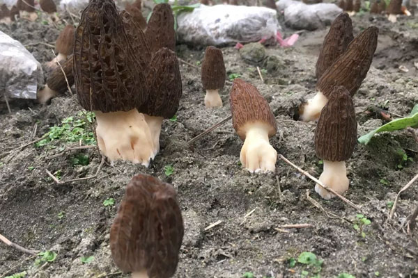 羊肚菌鯉魚湯的營養(yǎng)價值與功效作用