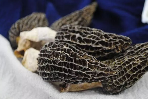 羊肚菌燜雞的功效作用與營養(yǎng)價值