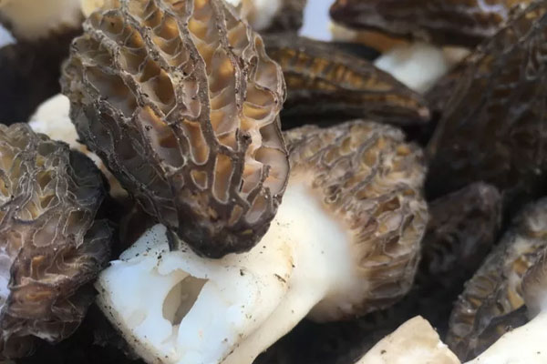 羊肚菌發(fā)霉是什么樣子的