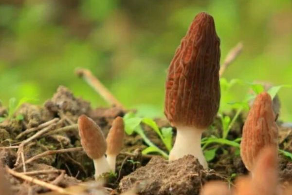 羊肚菌長了白色霉菌還能吃嗎