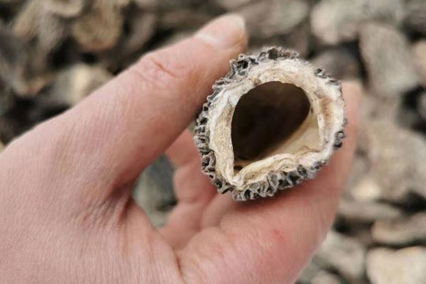 干羊肚菌可以放冰箱常溫嗎 干羊肚菌可以放冰箱常溫嗎