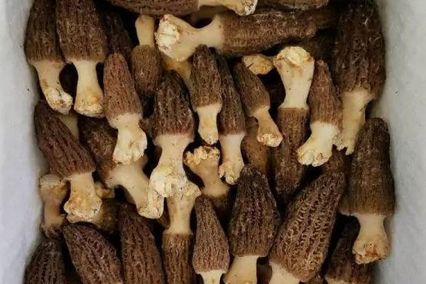 羊肚菌放久生蟲如何處理 羊肚菌放久生蟲如何處理