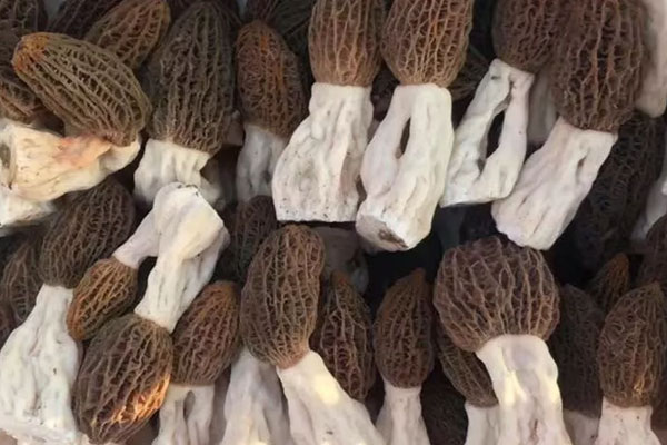 羊肚菌燉雞放幾個(gè)羊肚菌合適