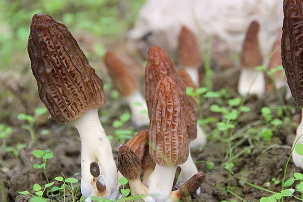 新鮮羊肚菌煲湯一次放多少個(gè)合適