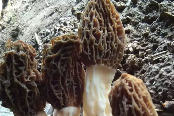 五六個(gè)人的羊肚菌湯應(yīng)該放多少羊肚菌