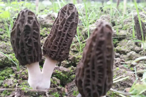 羊肚菌能和鯽魚一起煲湯嗎