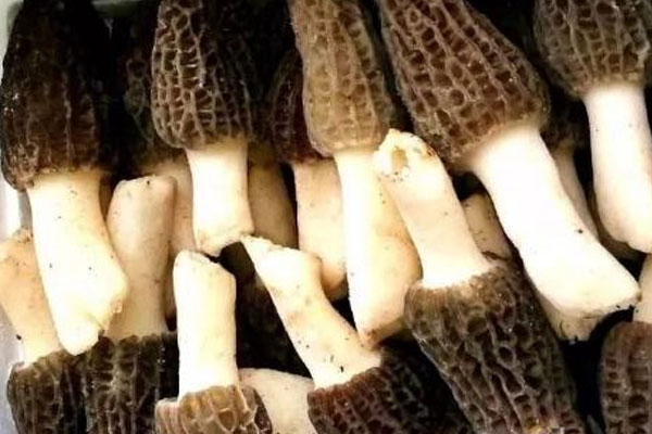 羊肚菌可以和胡蘿卜一起炒嗎