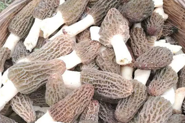 羊肚菌青菜粥的食用禁忌