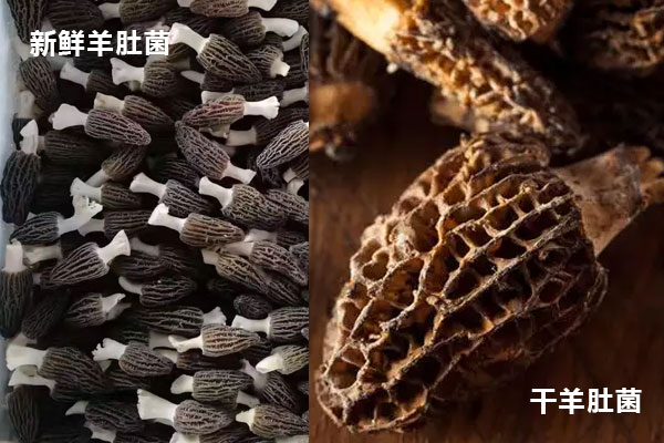 羊肚菌新鮮的好還是干得好