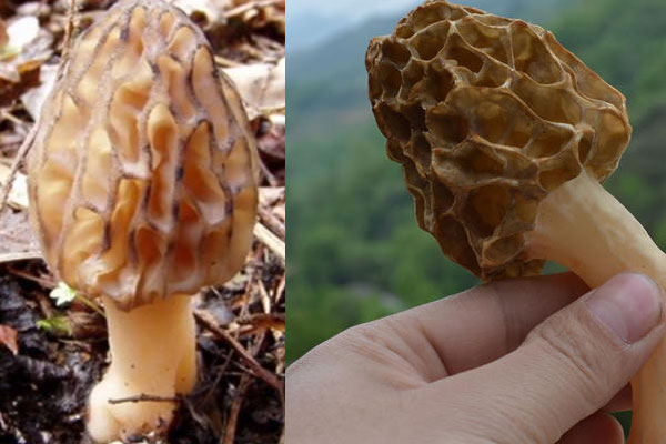 野生羊肚菌喜歡的環(huán)境是怎樣的