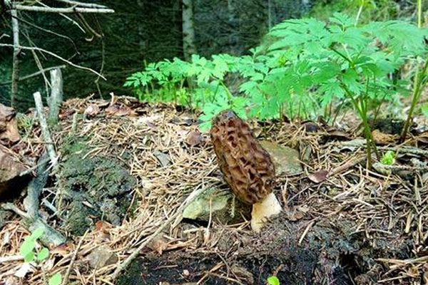 野生羊肚菌適宜生長溫度