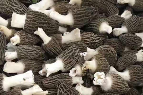 羊肚菌黃豆豬腳湯的營(yíng)養(yǎng)價(jià)值和功效作用