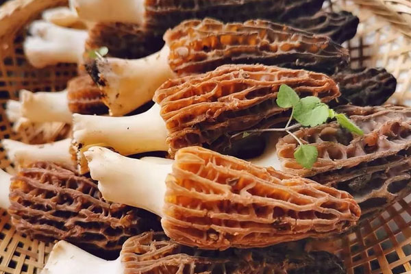 番茄雞蛋羊肚菌面的營(yíng)養(yǎng)價(jià)值和功效作用