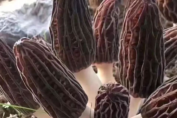 人工羊肚菌有營養(yǎng)嗎