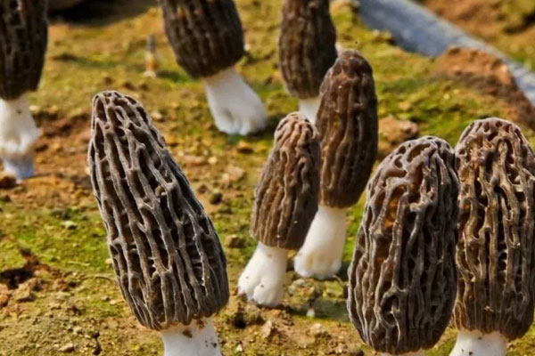 人工種植羊肚菌的價格是多少一斤