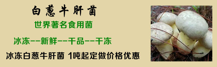 白蔥牛肝菌