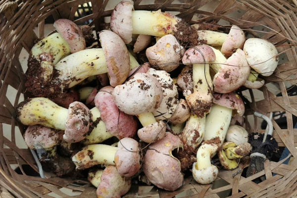 新鮮白蔥牛肝菌