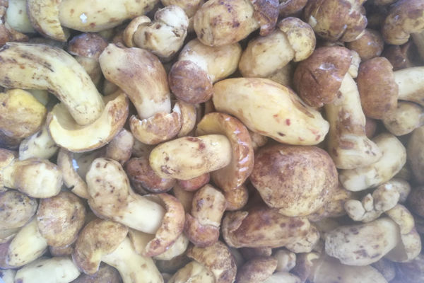 冰凍白蔥牛肝菌