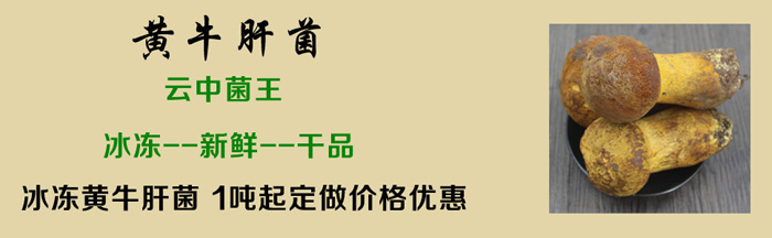 黃牛肝菌