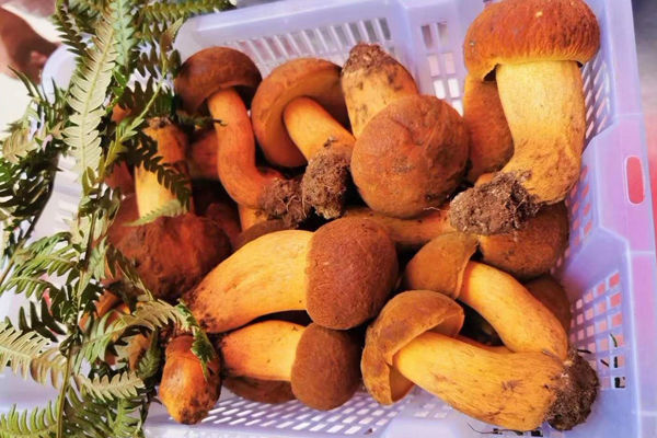 黃牛肝菌產(chǎn)地