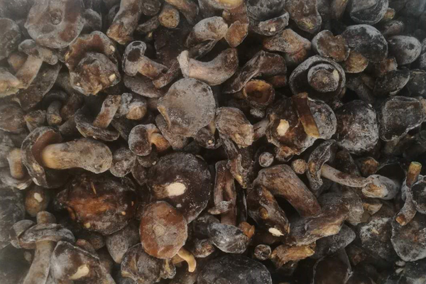 冰凍黑牛肝菌價(jià)格
