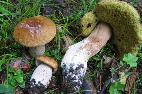 美味牛肝菌的功效與作用及食用禁忌